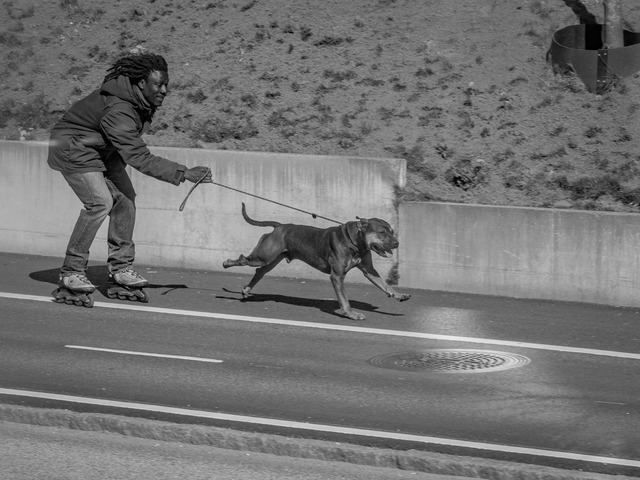 hund drar man på inlines