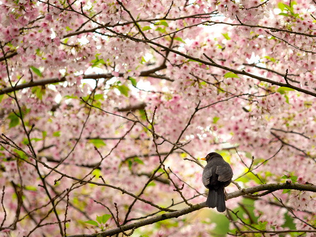 Koltrast med himmel av rosa körsbärsblommor