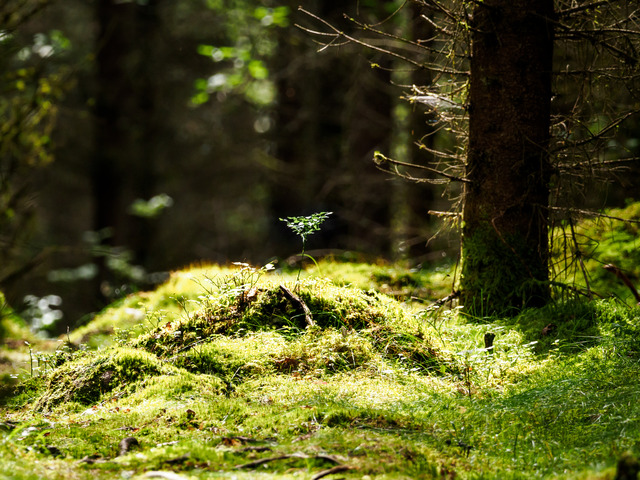 skog (klicka för större)